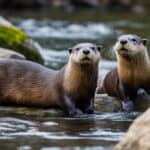 Where can you find river otters in the USA?