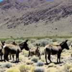Where can you find wild burros in the USA?