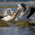 Where can you see pelicans in the USA?