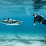Are barracudas dangerous to humans?