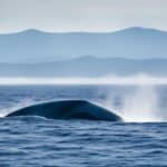 Are blue whales endangered?