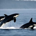 Are orcas endangered?