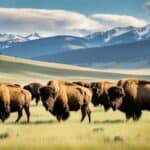 Are there wild bison in the USA?