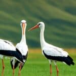 Are there wild storks in the USA?
