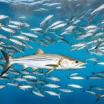 How do barracudas interact with other fish?