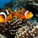 How do clownfish care for their eggs?
