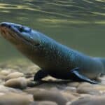How do electric eels hunt for food?