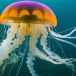 How do jellyfish survive without a brain?