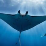 How do manta rays defend themselves?