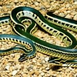 How do you distinguish between a garter snake and a ribbon snake?