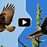 How do you distinguish between a hawk and an eagle?