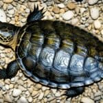 How do you identify a snapping turtle?