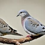 How do you identify different species of doves in the USA?