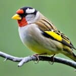 How do you identify different species of finches in the USA?