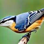How do you identify different species of nuthatches in the USA?