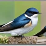 How do you identify different species of swallows in the USA?