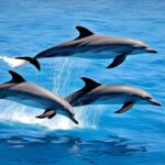 What are the different species of dolphins?