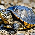 What is the diet of a snapping turtle?