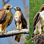 What is the lifespan of a red-tailed hawk in the wild?