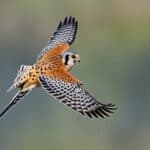 What is the range of the American kestrel?