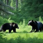 What types of habitats do black bears prefer?