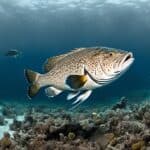 Are groupers endangered?