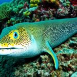 Are moray eels endangered?
