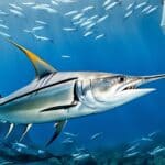 Are swordfish endangered?