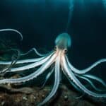 How do giant squids hunt?