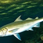 How do haddock adapt to their environment?