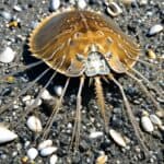 How do horseshoe crabs molt their exoskeleton?