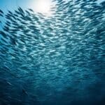 How do krill migrate?