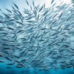 How do krill swarm?