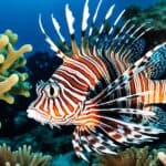 How do lionfish adapt to their environment?