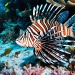 How do lionfish impact marine ecosystems?