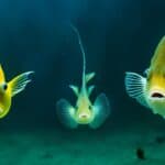 How do male and female anglerfish differ?