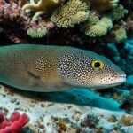 How do moray eels hide in coral reefs?