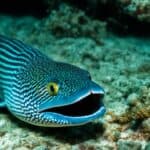 How do moray eels hunt for food?