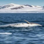 How do narwhals use their tusks? 6 How do narwhals use their tusks?
