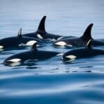 How do orcas sleep?