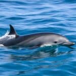 How do porpoises care for their young?