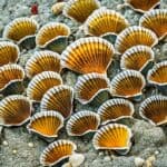 How do scallops protect themselves?