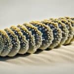 How do sea cucumbers move?