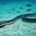 How do sea snakes adapt to their environment?