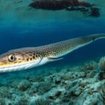 How do sea snakes hunt for food?