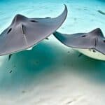 How do stingrays reproduce?
