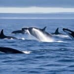 How intelligent are whales?