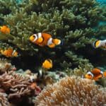 How long do clownfish live?
