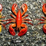 How long do lobsters live?