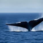 How much does a blue whale weigh?
